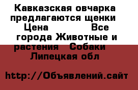 Кавказская овчарка -предлагаются щенки › Цена ­ 20 000 - Все города Животные и растения » Собаки   . Липецкая обл.